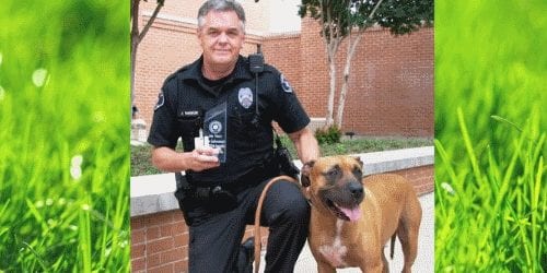 pitbullpolicedog